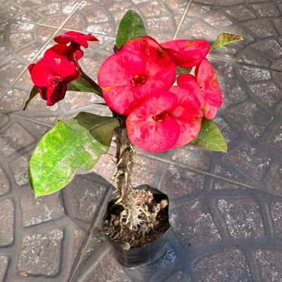 Corona de Cristo en flor
